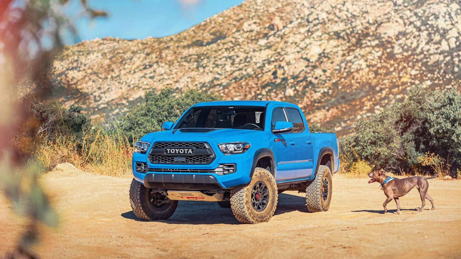 Blue Toyota Tacoma TRD Pro in a desert canyon with a dog